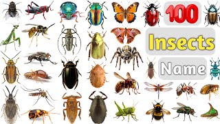 Insects Vocabulary Ll 100 Common Insects Name In English With Pictures Ll Beetles, Bugs, Erfly