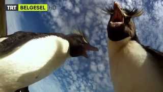 Penguenler Sürüdeki Casus - Fragman - Trt Belgesel