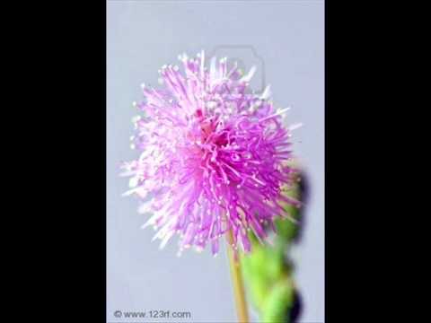 karmukil varnante chundil.wmv