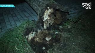 Guclu Kulek Ve Yagis Shekide Fesadlara Yol Acdi