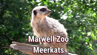 Marwell Zoo Meerkats