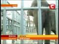 Видео В Киевском зоопарке умер слон