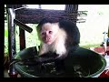 Topo the monkey taking a bath in Casa de la Luna (Bocas)