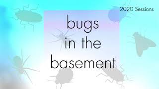 Bugs In The Basement - Maruca Vitrata aka The Bean Pod Borer