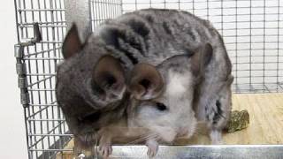 Watch Chinchilla Freedom video