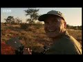 Adorable baby meerkats explore the African wild for the first time - BBC wildlife