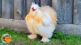 Silkie Chicken Acts Like A Dog When He Dances For Moms Attention Cuddle Buddies