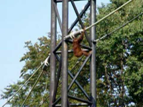 オランウータンのスカイウォーク－多摩動物公園（東京都日野市）