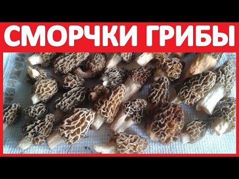 Выращивание Грибов Рязань Выращивание Грибов Рязань
