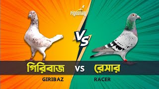 গরবজ Vs রসর কবতর Giribaz Vs Racer Pigeons Pigeonary