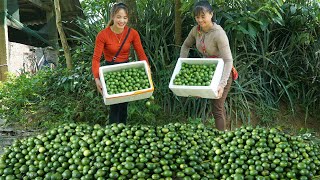 Harvesting Lemons With Ms Phuong Free Bushcraft Go To Market Sell, Farm Animal Care
