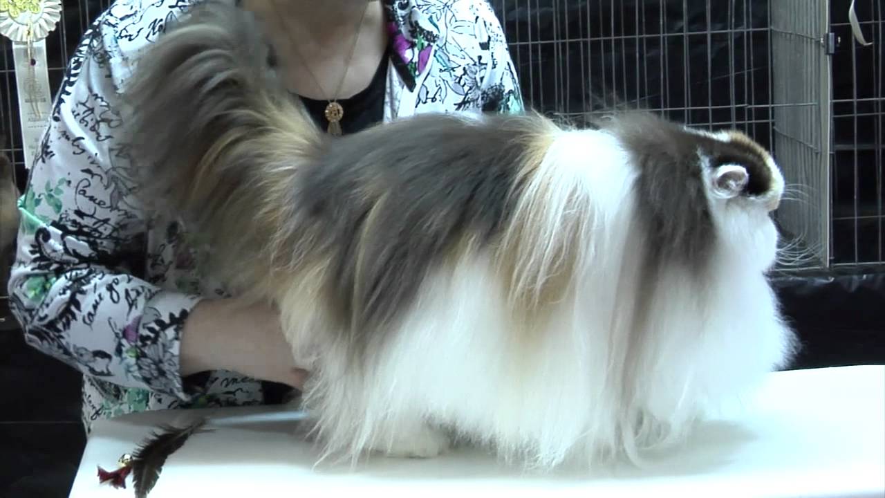 CFA Cat Show Glendale, California YouTube