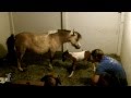 Live Birth Of A Cute Miniature Horse