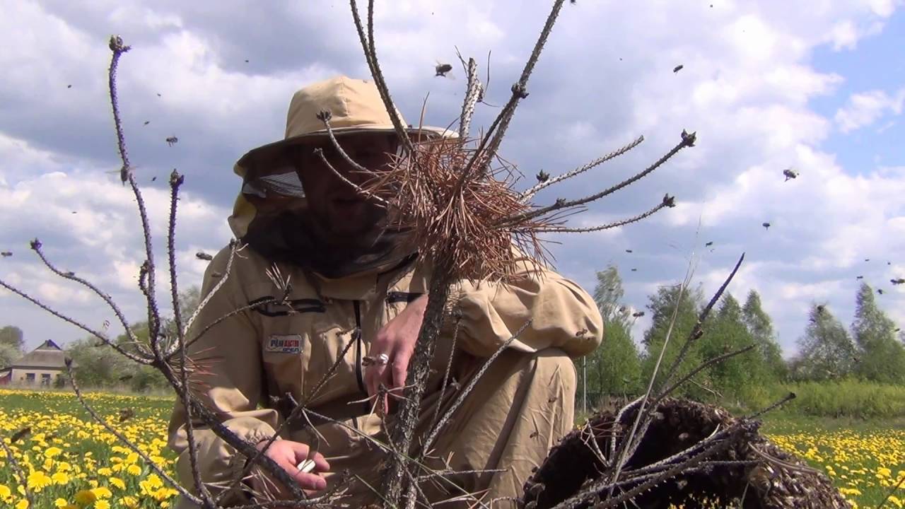Пчелы ловим рои Пчелы ловим рои