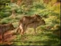 Wolf Mating