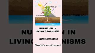 Nutrition In Living Organisms