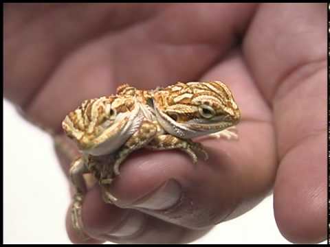 TWO-HEADED BEARDED DRAGON (with SIX LEGS!!!!) - YouTube