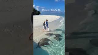🌊Acquaintance with stingrays on the shore, Banyan Tree Vabbinfaru in the Maldive