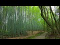 薫風　Balmy breeze　竹の寺　京都・地蔵院　Bamboo temple JIZOIN in KYOTO JAPAN　癒しの風景