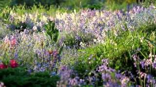 Splendid Beauty Classical Indian Folk Melody Www Innersplendor Com Splendid Beauty Classical Indian Folk Melody Www Innersplendor Com