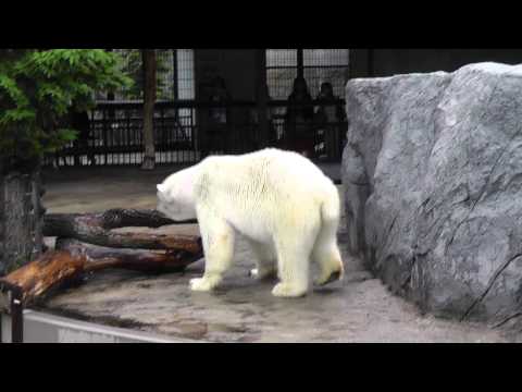 2011年7月4日　旭山動物園　ホッキョクグマのルルとピリカ