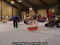 Bunny Show Jumping