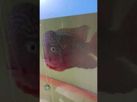 ikan louhan, ikannya sultan #short
