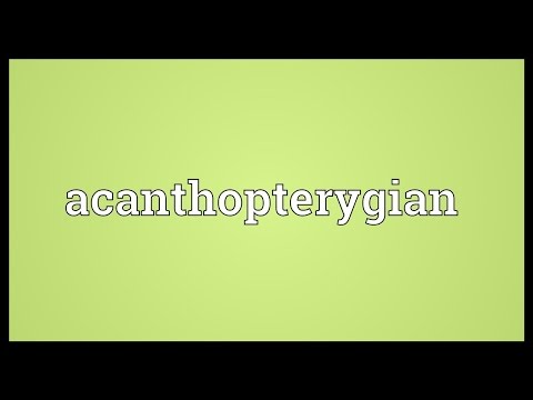 Header of acanthopterygian