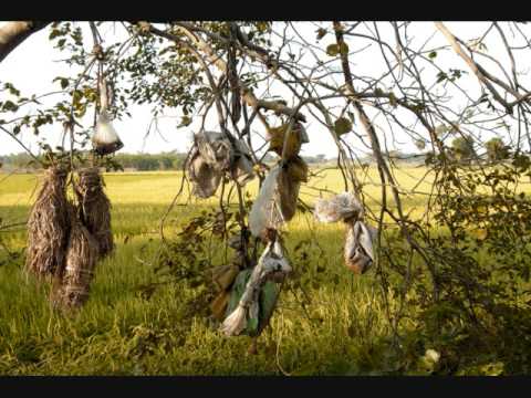 Kumar Gandharva - Jhini Chadriya