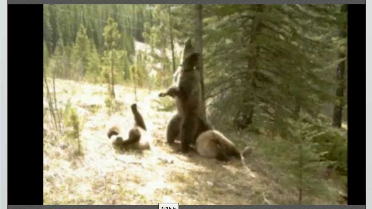 Bear Scratching Back On Tree YouTube