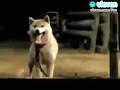 Clip cảm động- Mari và 3 chú cún con