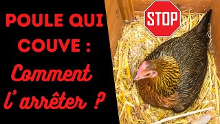 Poule Qui Couve Comment Arrêter Une Poule De Couver ? - Je Ne Veux Pas De Poussins