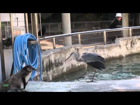 東山動植物園　ペンギンプールに珍客