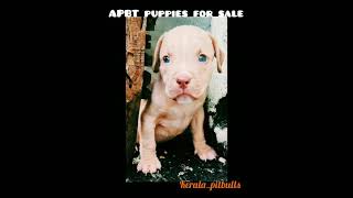 Friendly And Cute Apbt Puppies For Sale Contact 9739294071.