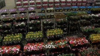 Fala Brasil mostra como funciona o mercado bilionário das flores em Holambra