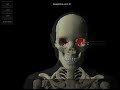 Software anatomia dos ossos v1.3 - esqueleto virtual - youtube