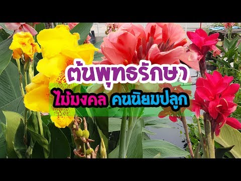 ต้นพุทธรักษา ไม้มงคล คนนิยมปลูก | เปิดโลกออนไลน์ Ep.82
