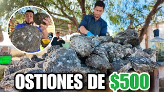 Ostion De 500 Las Ostiones Más Grandes Del Mundo