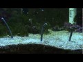 Garden eels in home aquarium