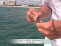 Cobia Fishing with Hogy Flounder