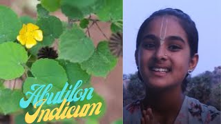 Nature's Special Doctor - Indian mallow - by Abhidheya