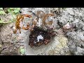 Survival skills | Boy Catching Mud Crab in Deep Hole | Amazing Crab Hunting by Hand