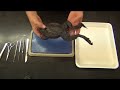 Bullfrog Dissection "Basic"