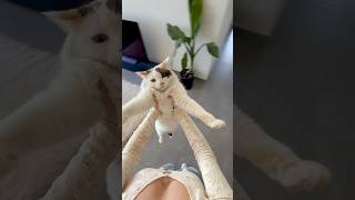 Resultado De Trend Viral Con Gigi