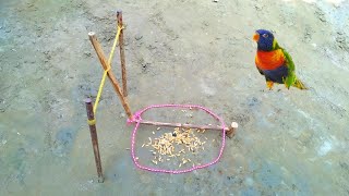 Build Simple Qual Bird Trap Using Wood & Rubber - Easy Nest Trap Using Wood Creative Bird Trap