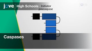 Caspases Cell Bio Video Textbooks - Preview