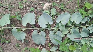पहचन ल यह ह कड मर बट जस 90% लग नह जनत Aristolochia Bracteolata