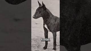 Bull Terrier History Pt1 James Hinks Legacy