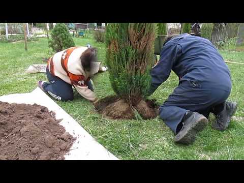 Когда лучше сажать туи весной или осенью Когда лучше сажать туи весной или осенью