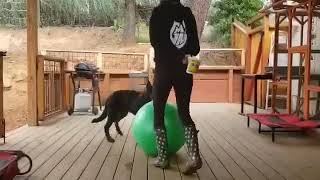 Beauceron - Presto du Joie de Vie Adventure - 5 months